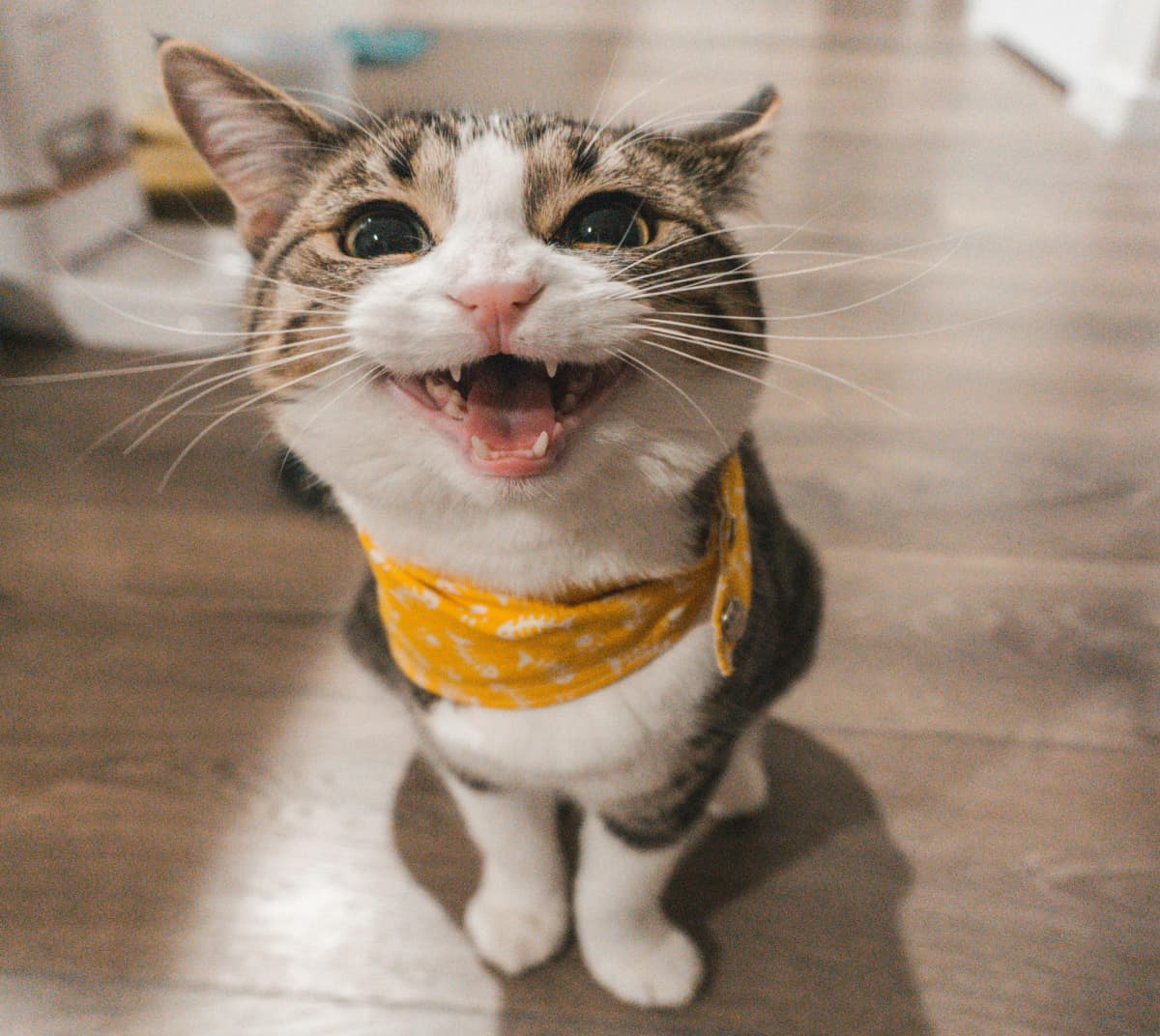 Beneficios del juego en gatos domésticos