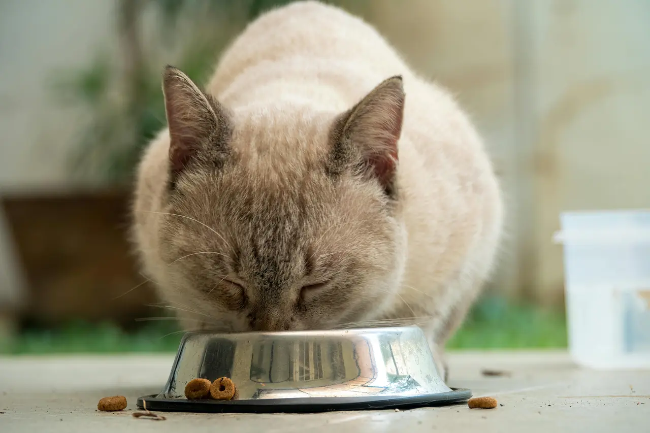 ¿Puedo darle comida humana a mi gato? Alimentos seguros y prohibidos