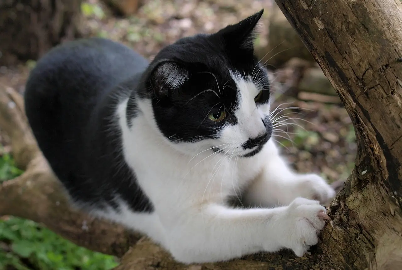¿Por qué mi gato muerde y araña todo? Causas y soluciones prácticas