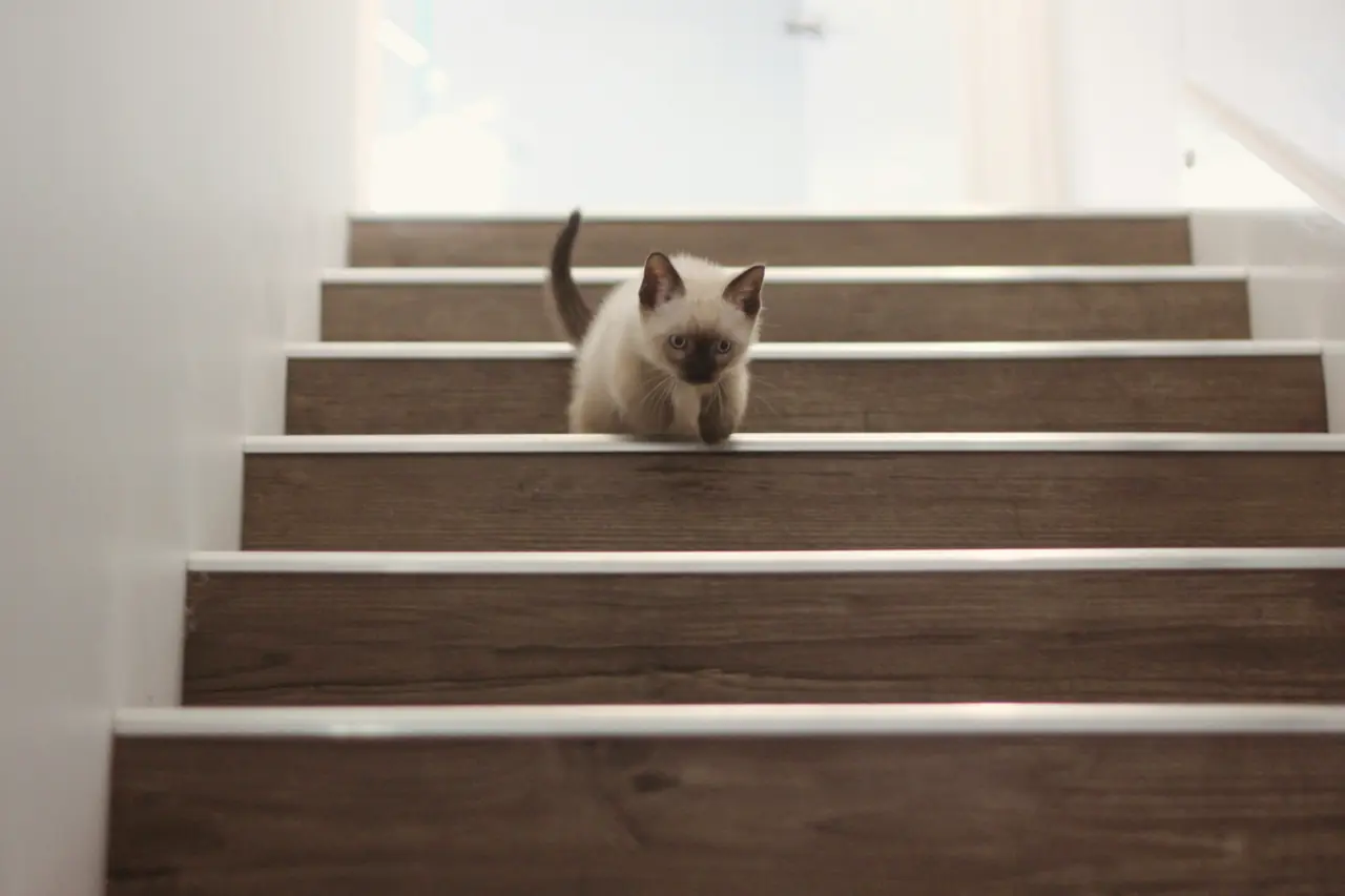 Gato nuevo en casa: primeros pasos para una buena adaptación