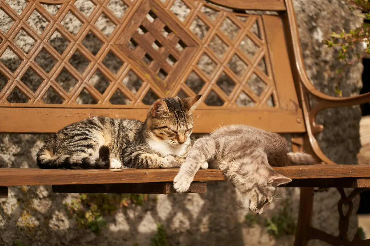 Gatos sedentarios: cómo estimular su actividad física en casa
