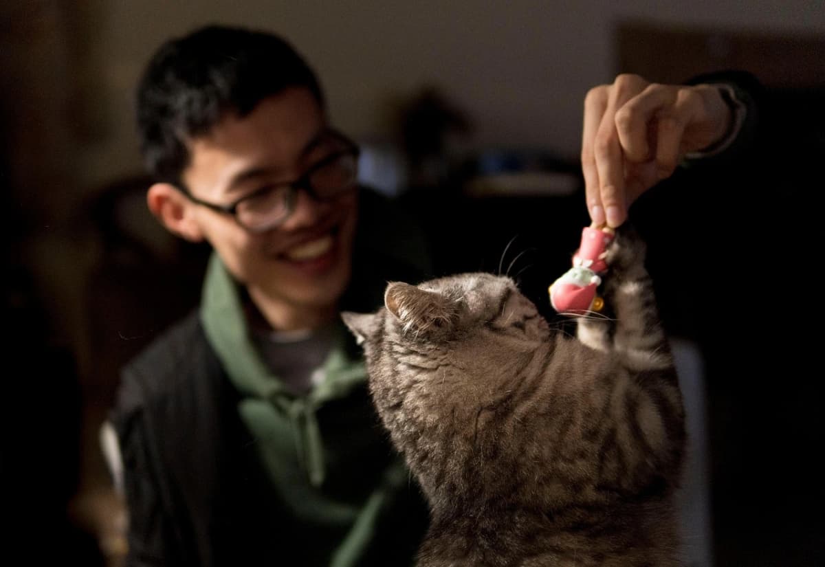 ¿Cuánto tiempo debe jugar un gato al día? Guía por edad y personalidad