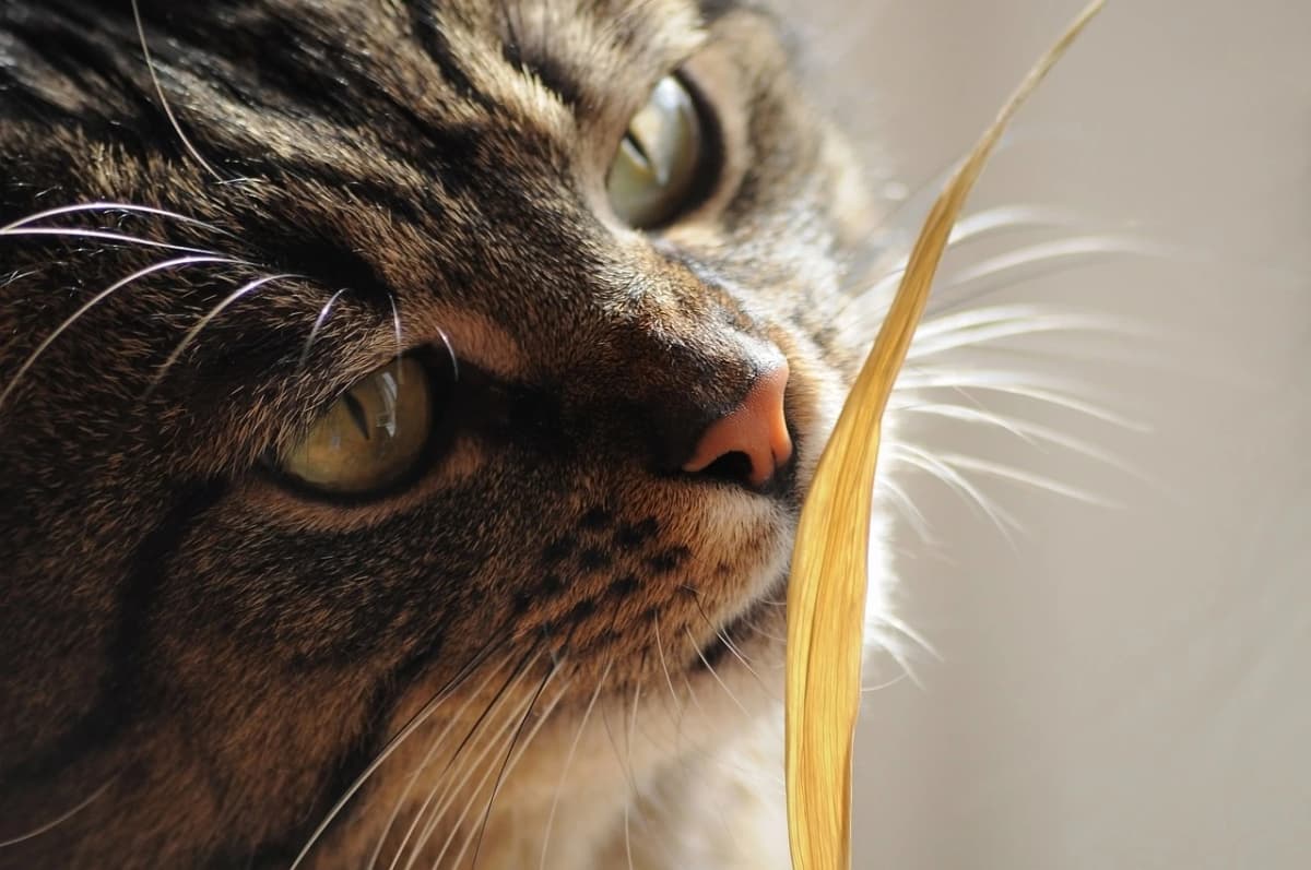 Juego de olfato en gatos: beneficios, técnicas y consejos