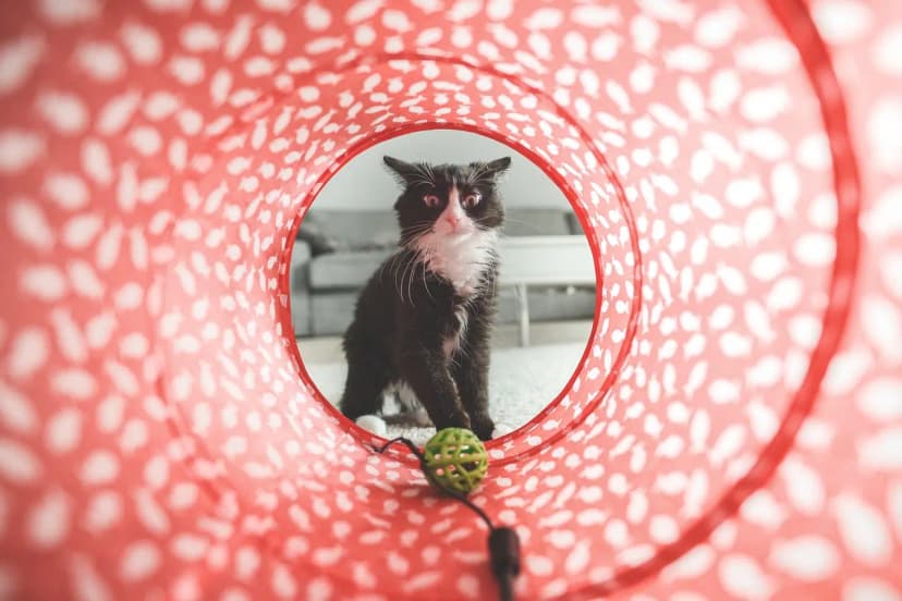 Juguetes para gatos