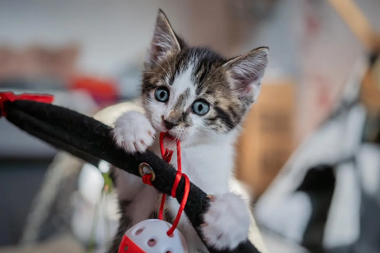 Cómo hacer juguetes caseros para tu gato