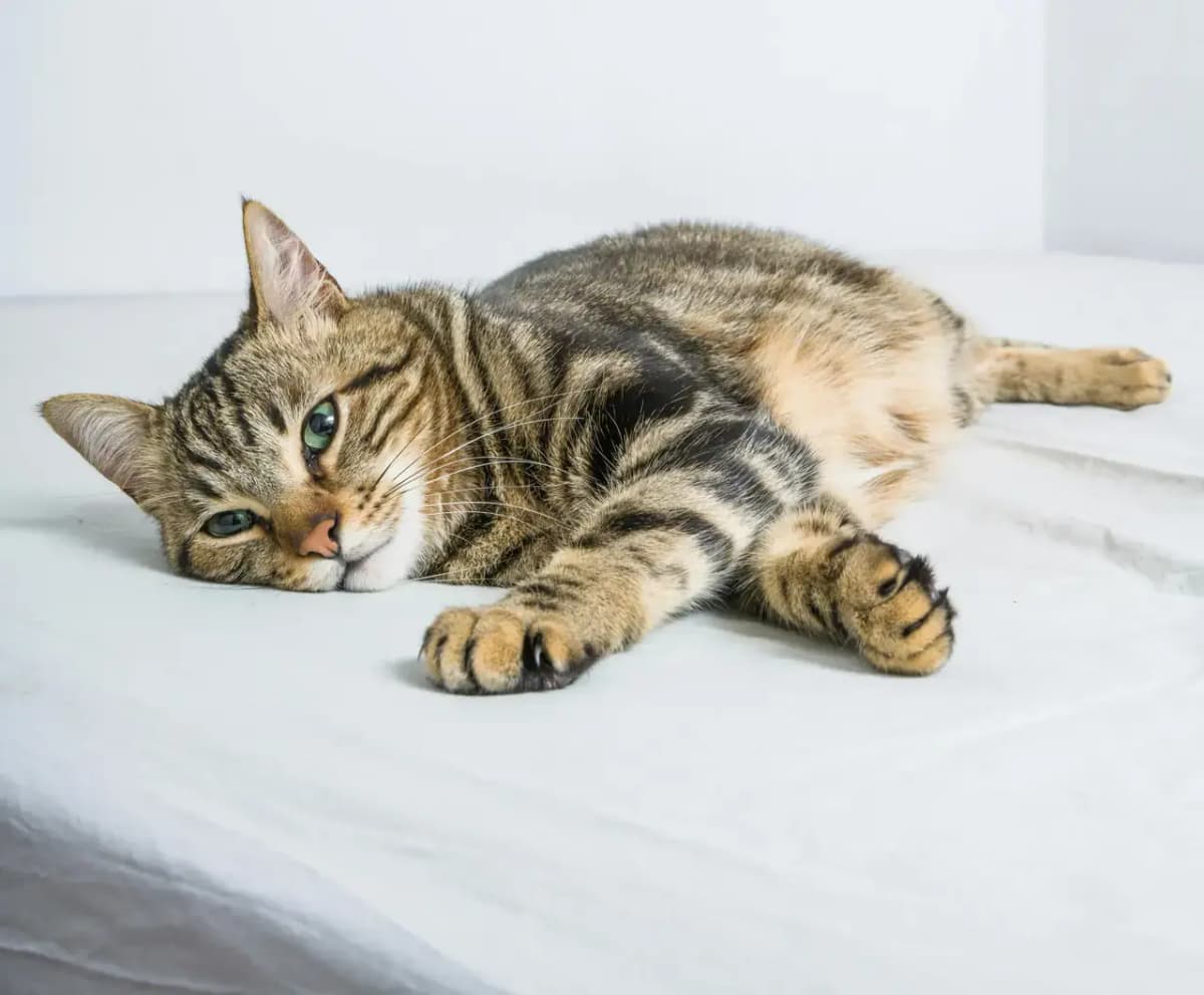 Los 7 mejores tipos de juguetes para gatos aburridos