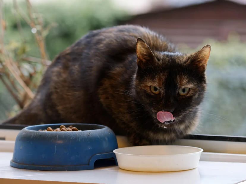 Nutrición felina