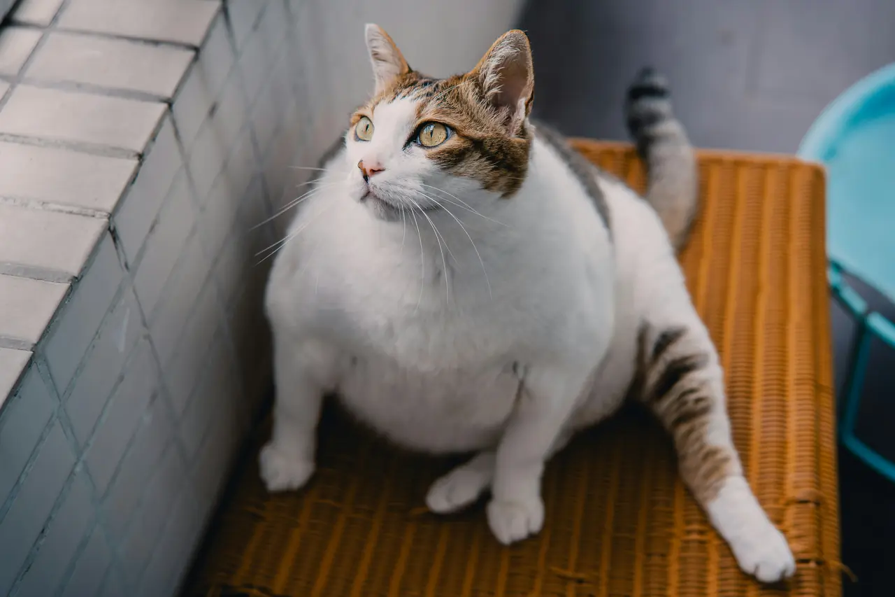Obesidad en gatos: causas, riesgos y cómo prevenirla