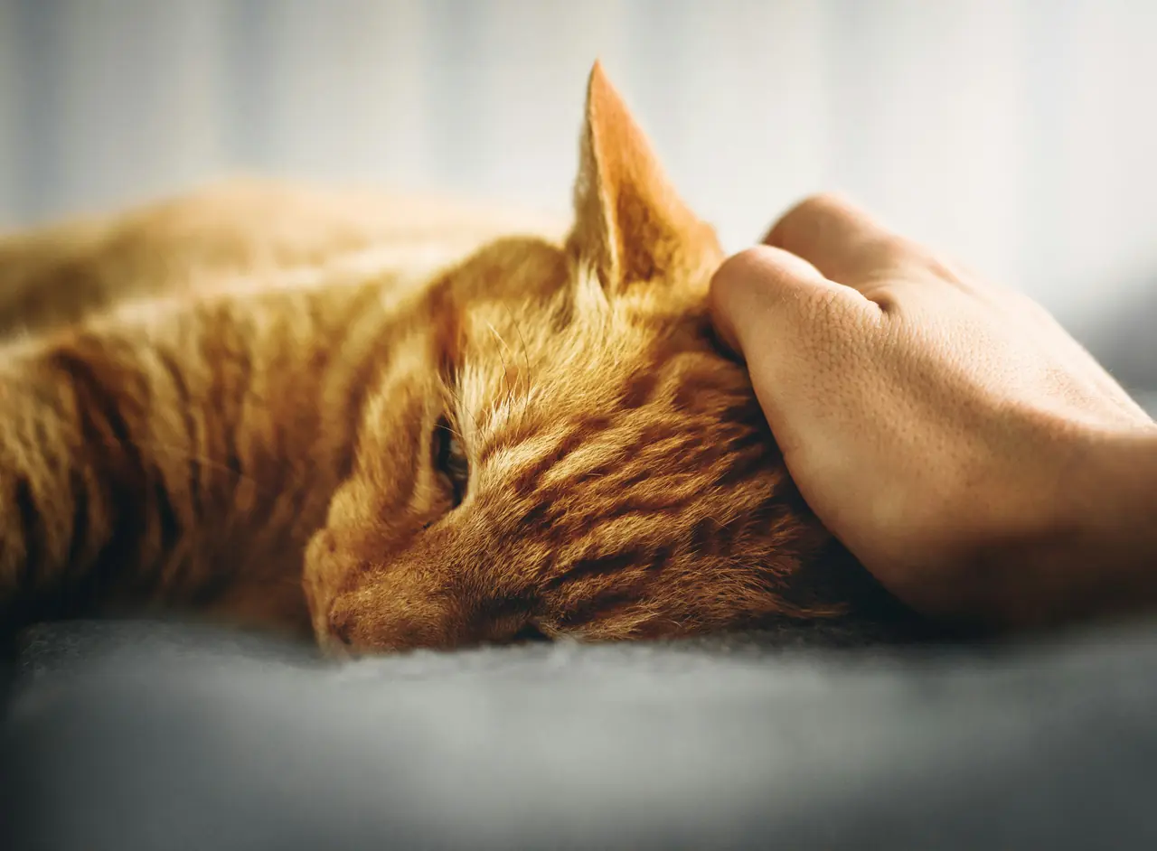 10 señales de que tu gato podría estar enfermo